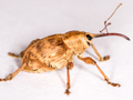 Curculio venosus